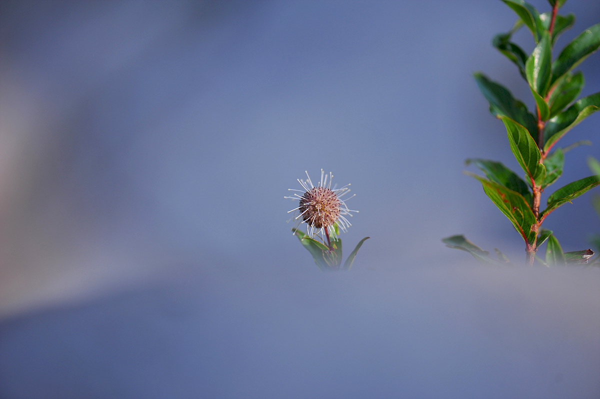 DSC_9677ss.jpg