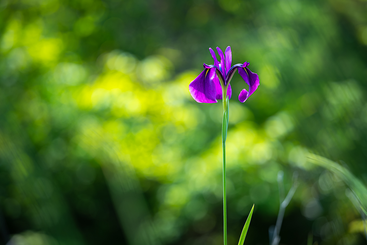 DSC_1487.jpg