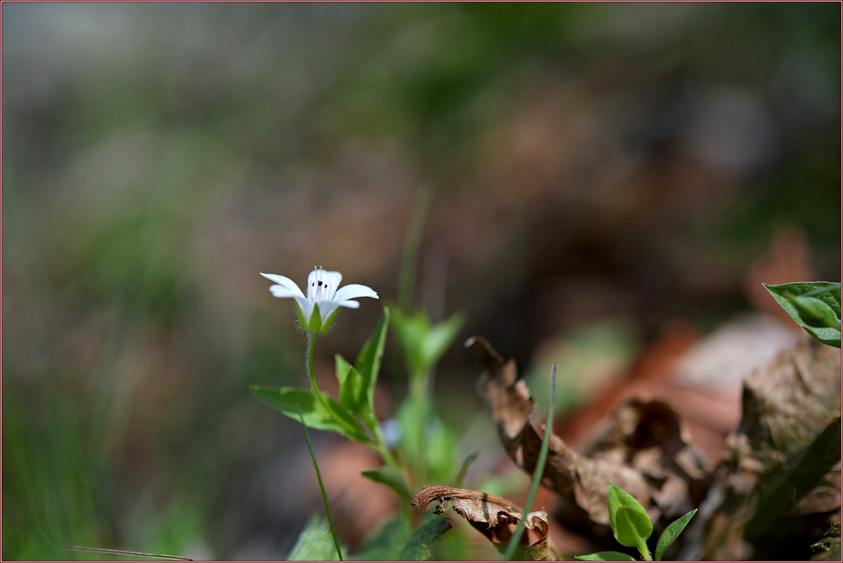 DSC_1065.jpg