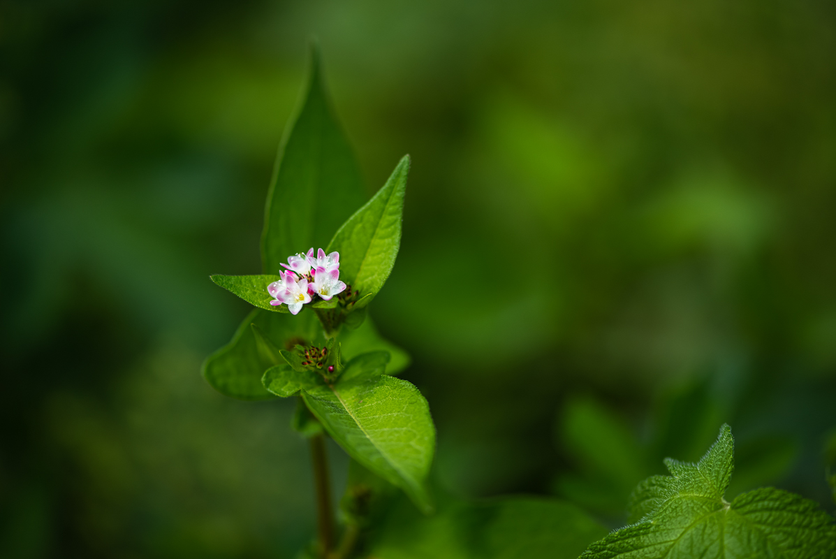 20200919-DSC_0068.jpg