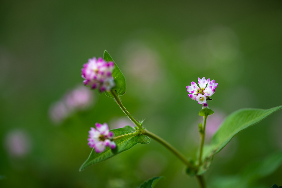 20200919-DSC_0059.jpg