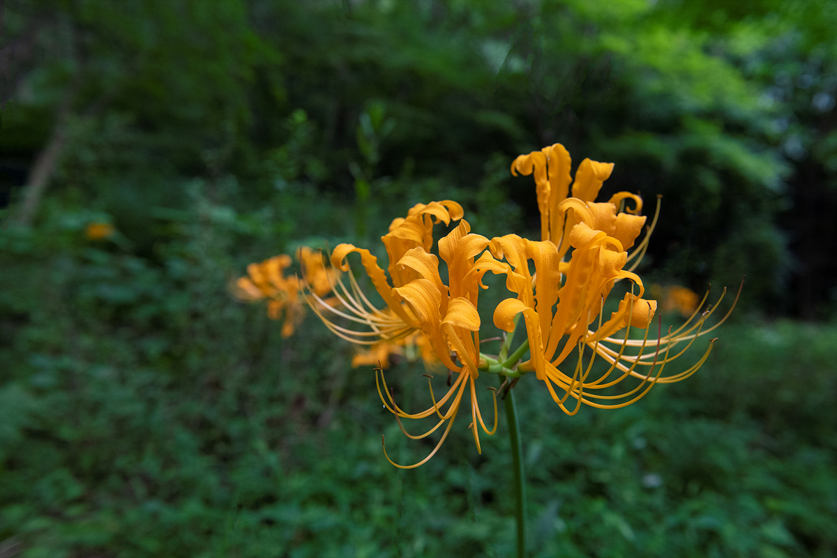DSC_1215ss.jpg
