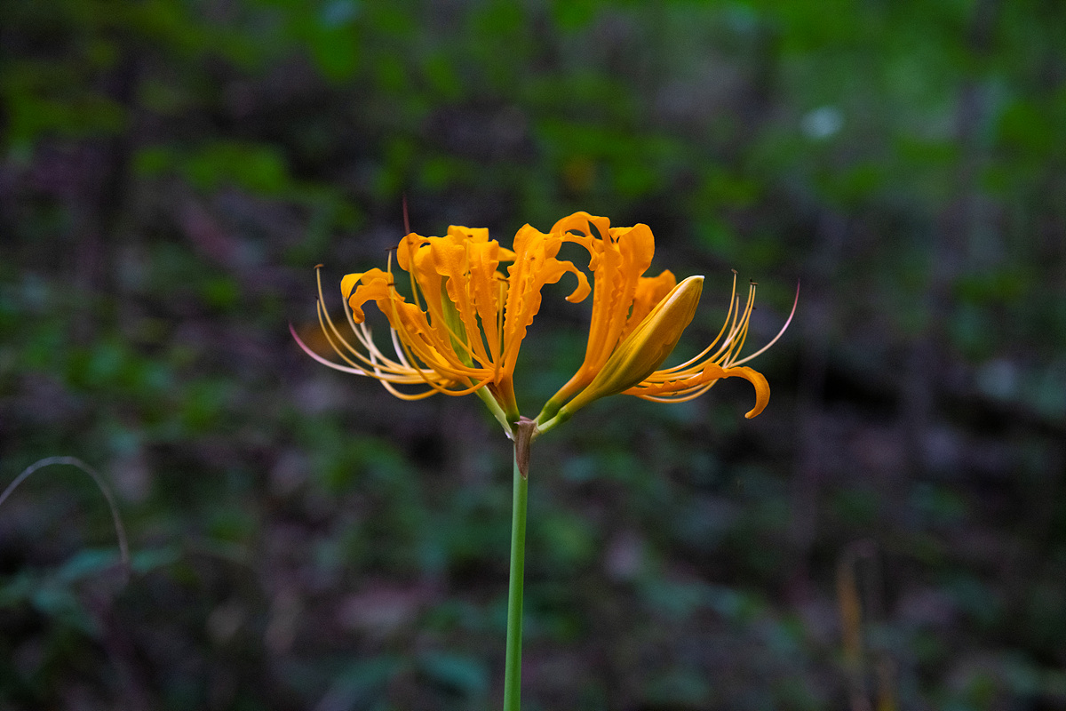 DSC_1226ss.jpg