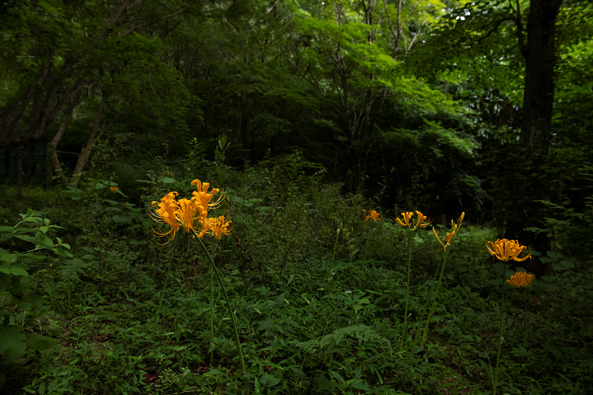 DSC_1212ss.jpg