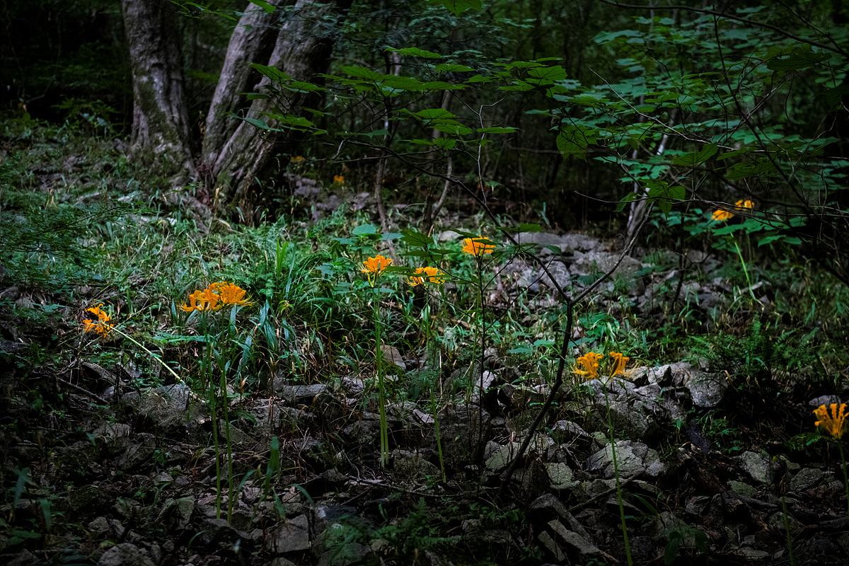 DSC_1225ss.jpg