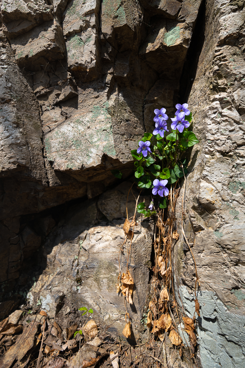 DSC_0617.jpg
