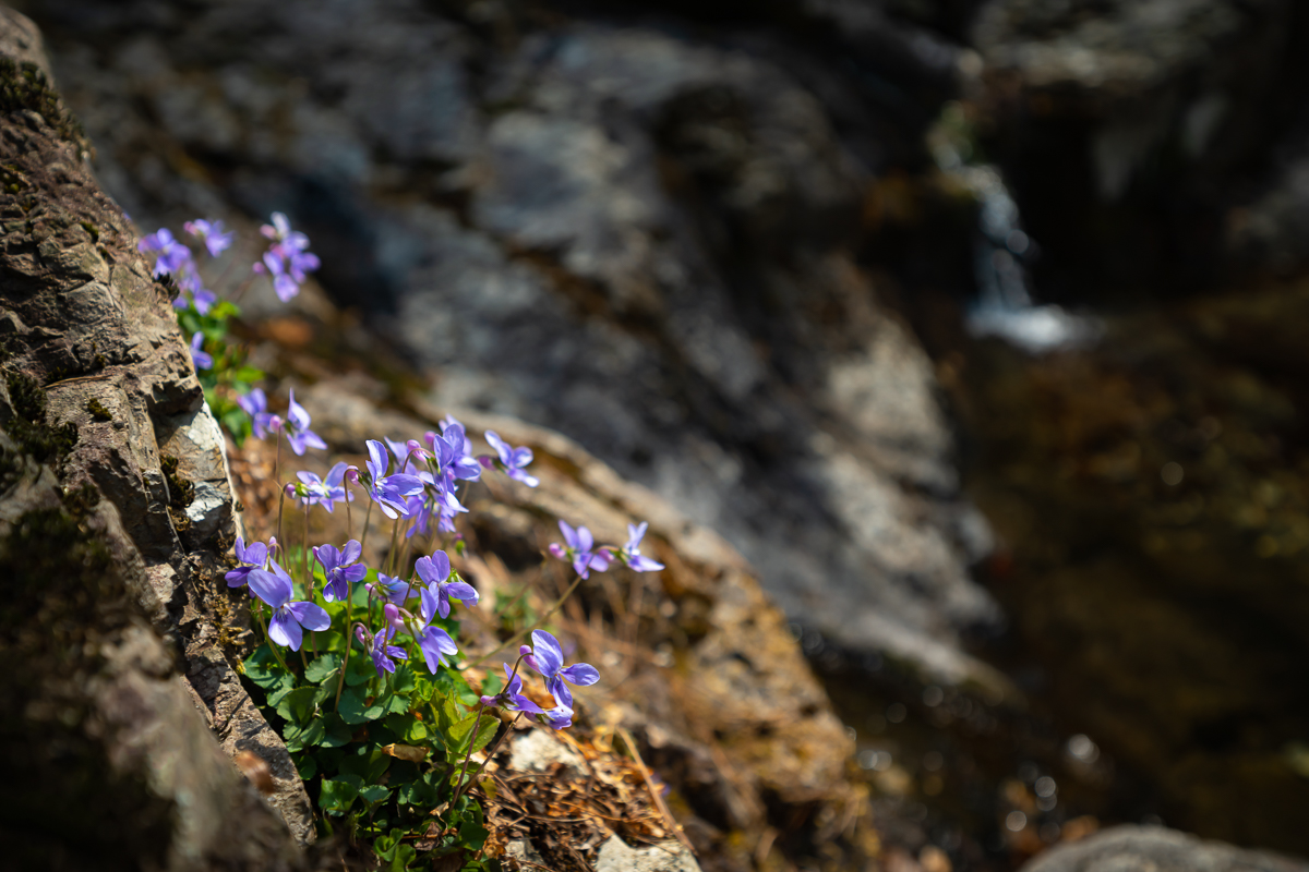 DSC_0532.jpg