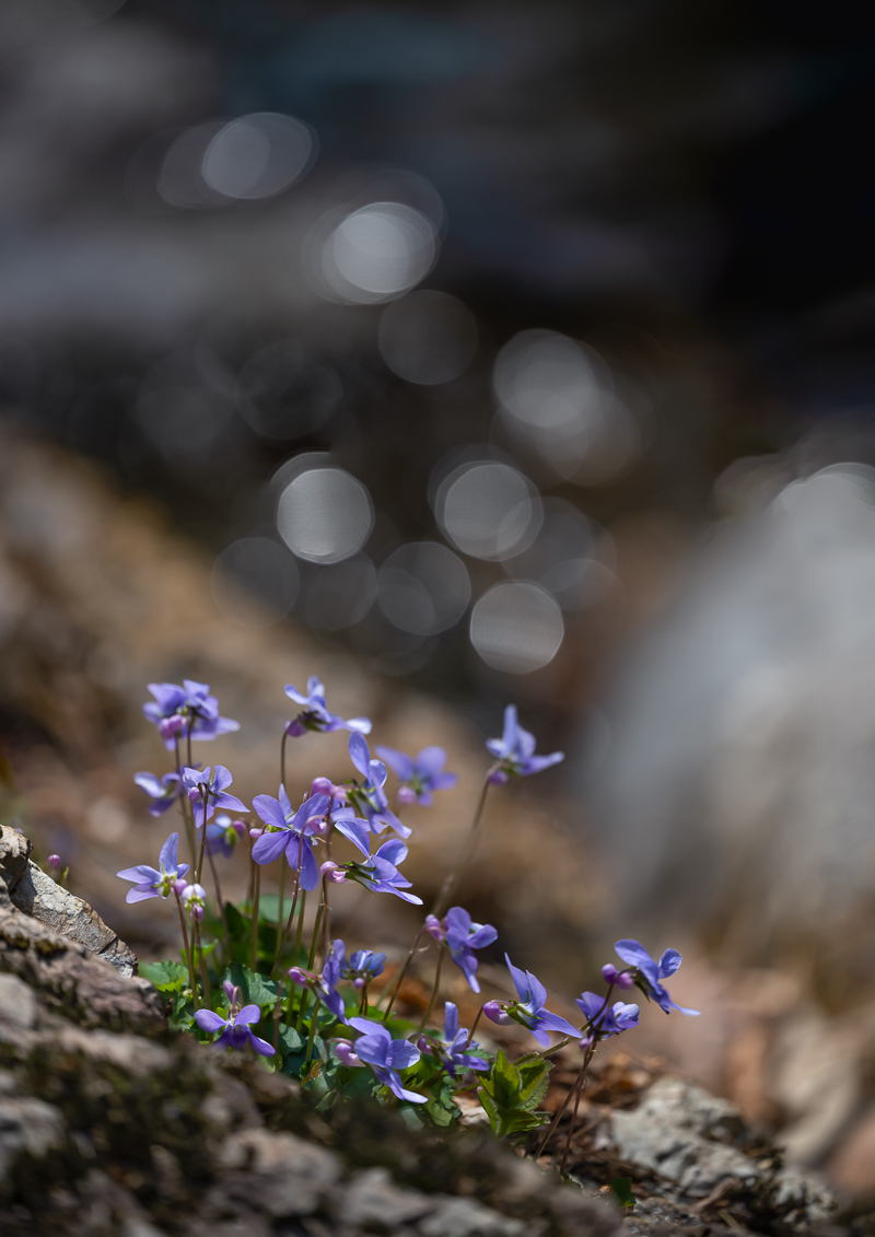 DSC_0517.jpg