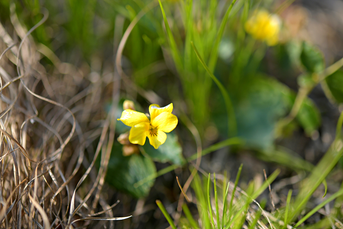 DSC_8450.jpg