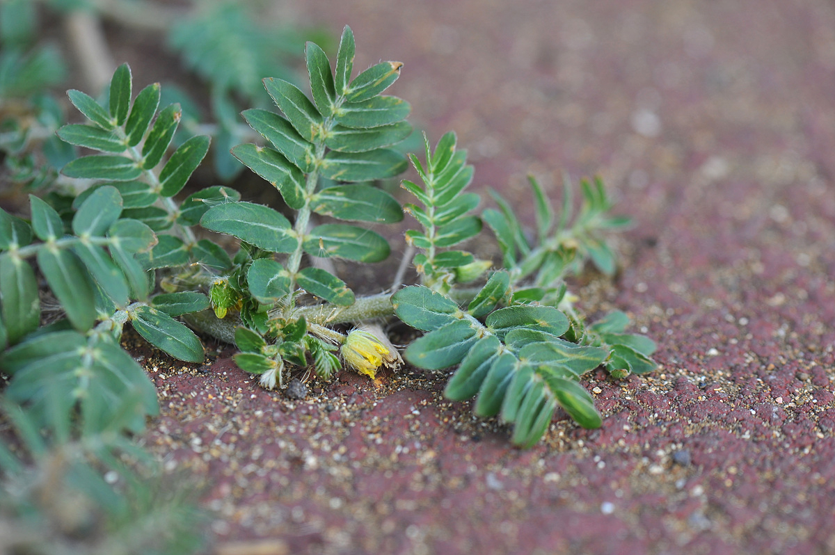 DSC_9743ss.jpg
