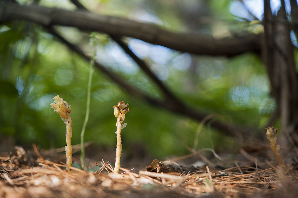 DSC_5347a.jpg