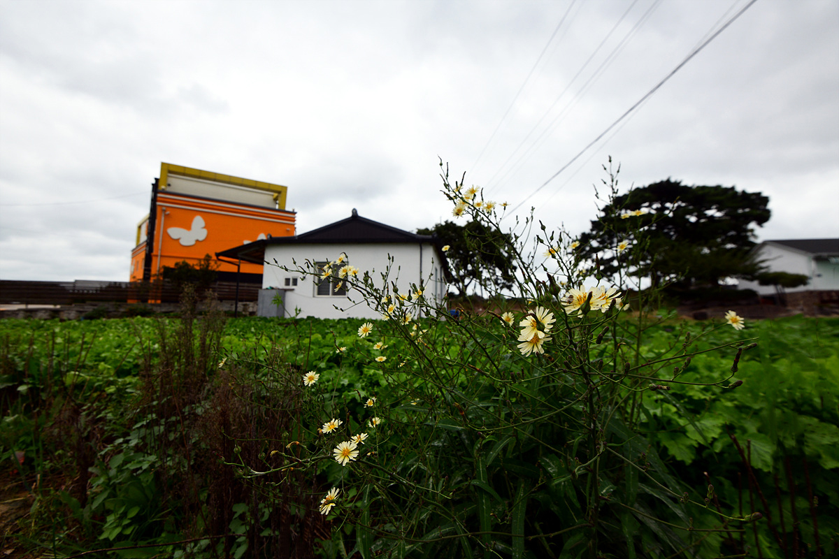 DSC_9516ss.jpg