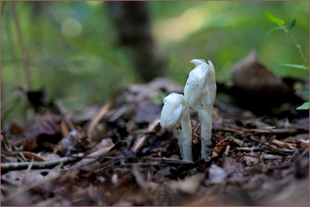 DSC_6164.jpg