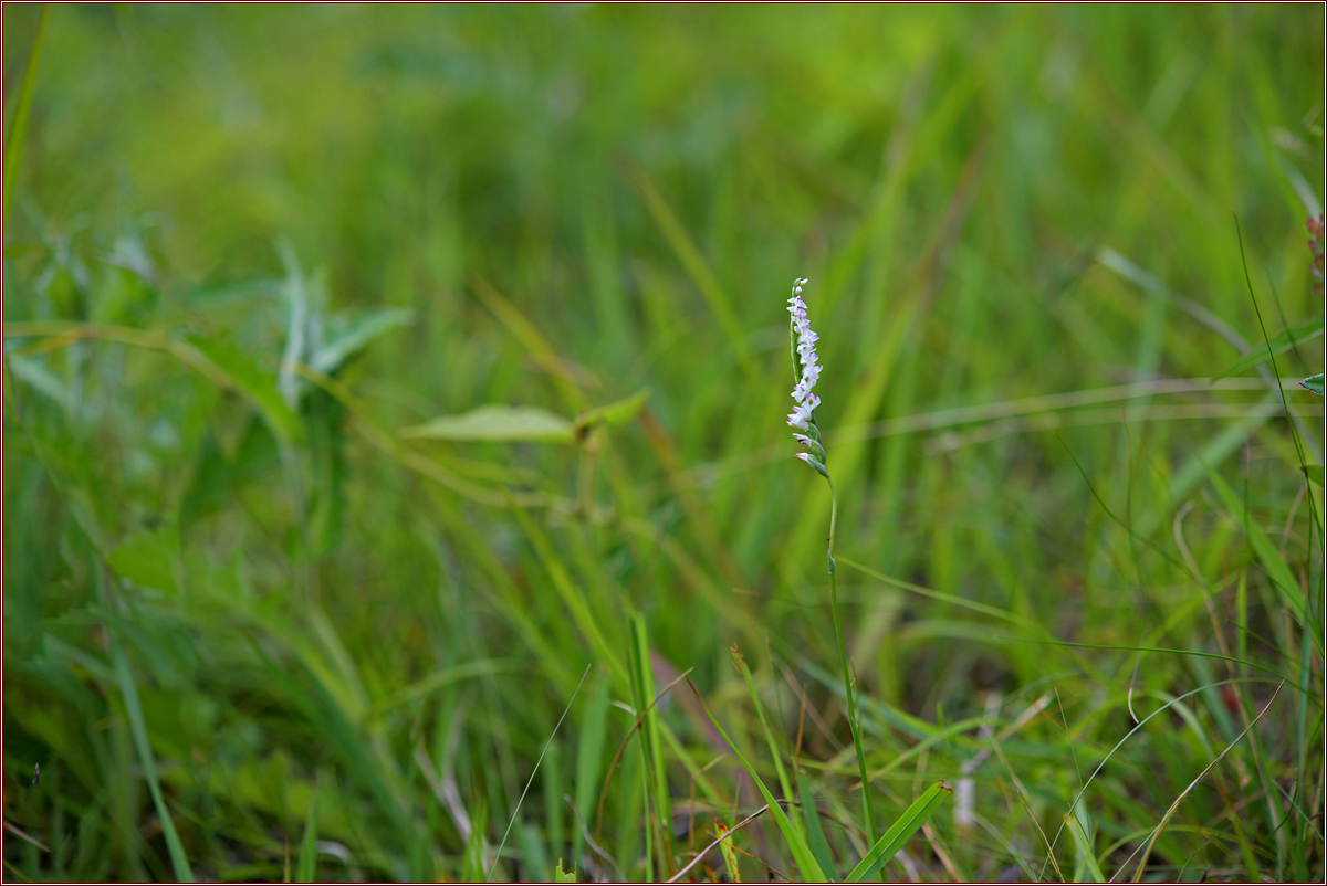 DSC_1764타래난초.jpg