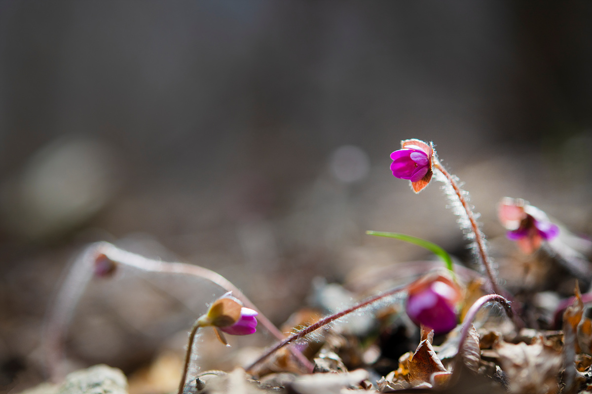 _DSC8289a.jpg