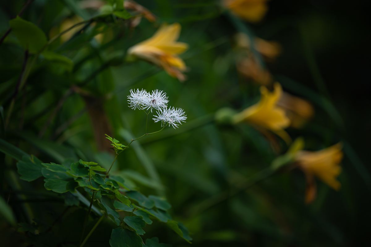 DSC_5210.jpg