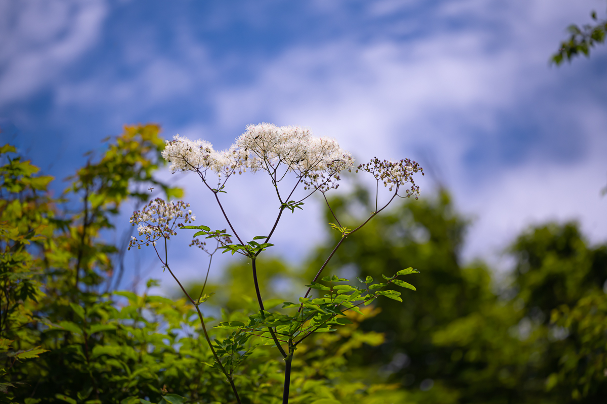 DSC_5174.jpg