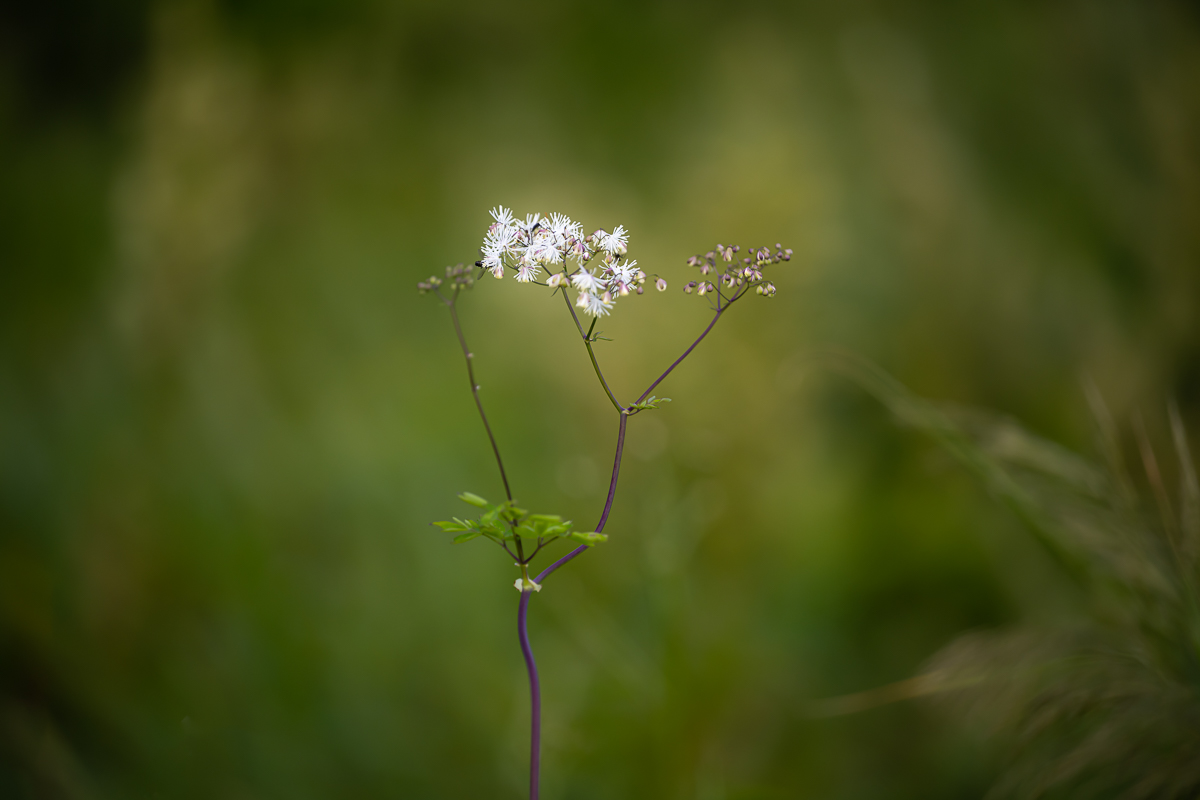 DSC_5399.jpg