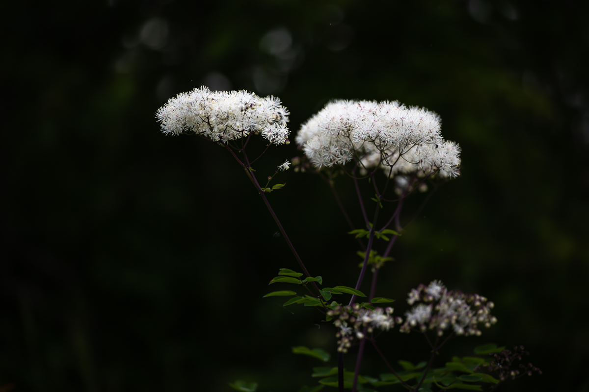 DSC_5424.jpg
