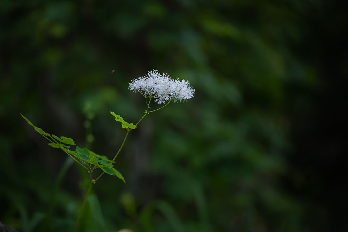 DSC_5209.jpg