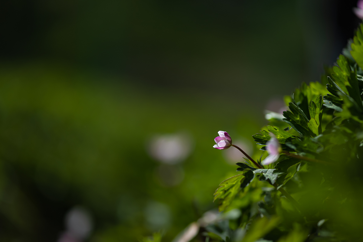 DSC_1257.jpg