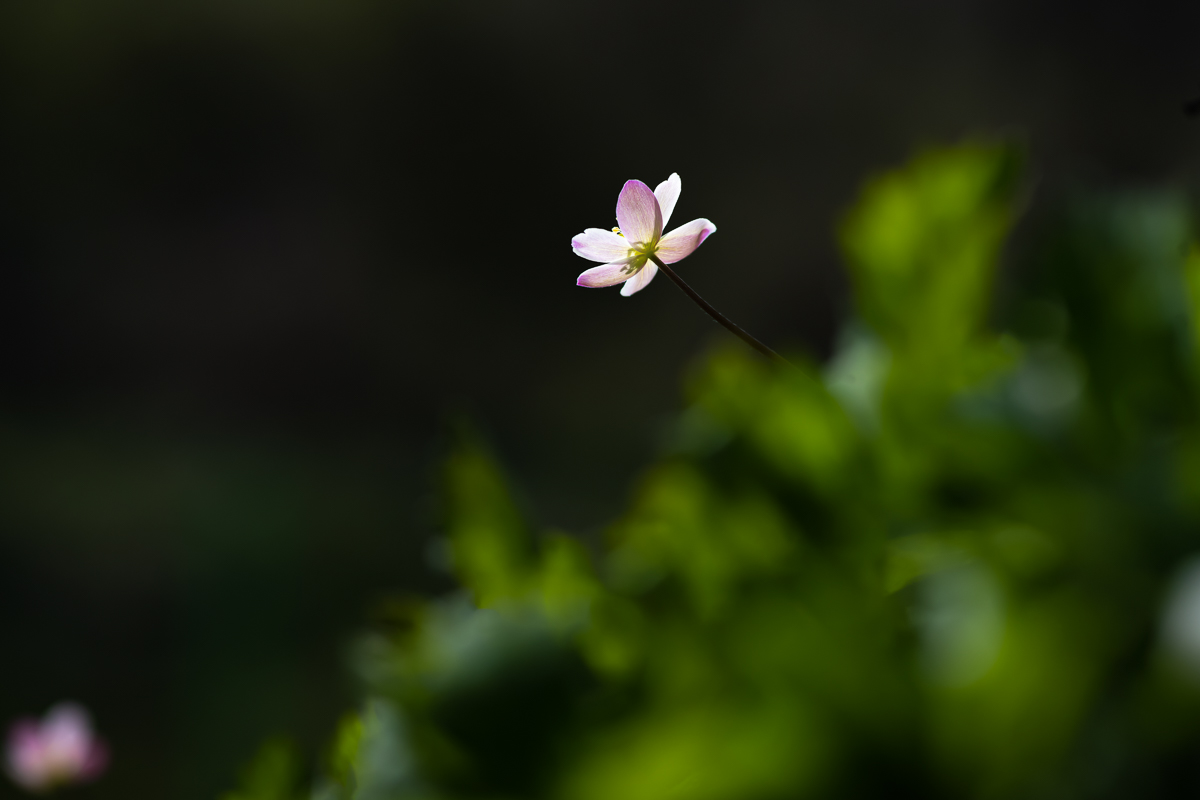DSC_1254.jpg