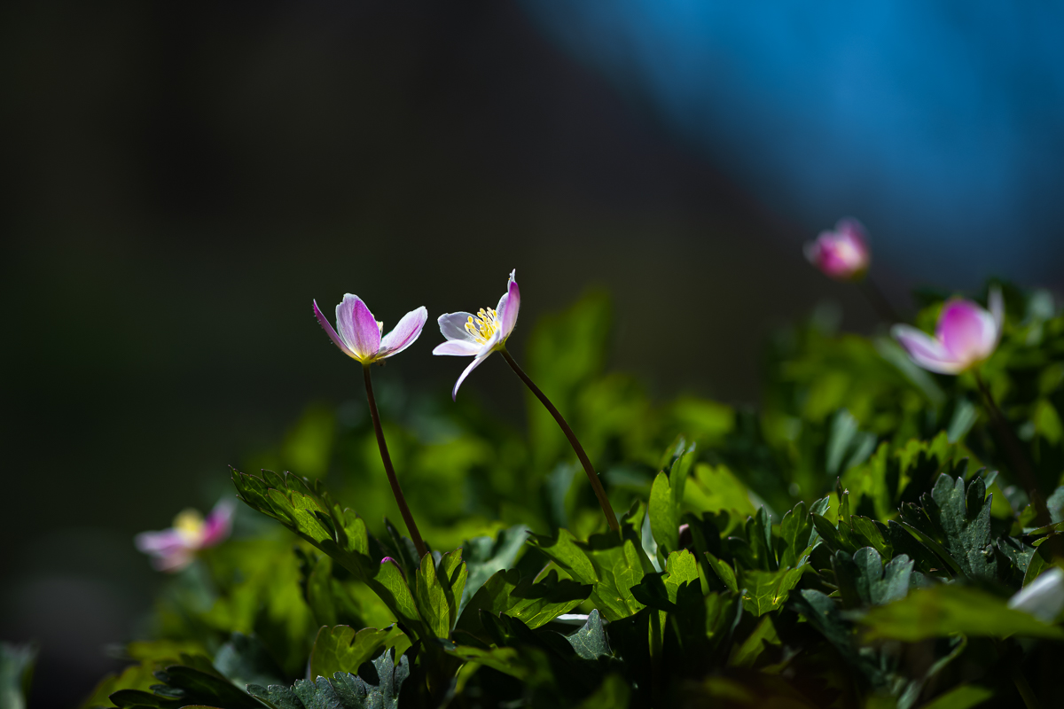 DSC_1267.jpg