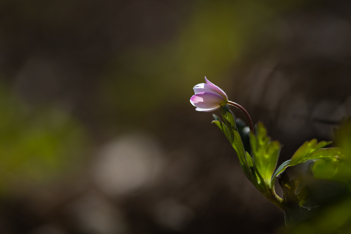 DSC_1278.jpg