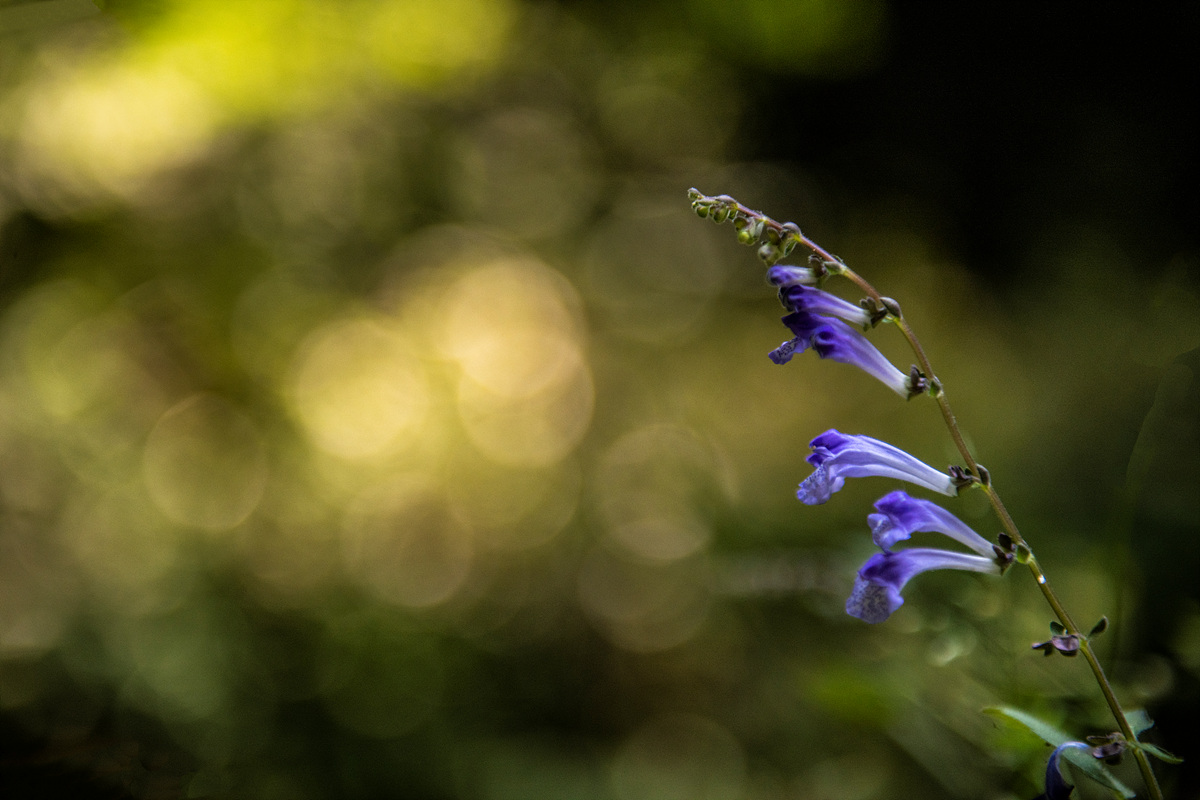 _DSC7331aaa.jpg