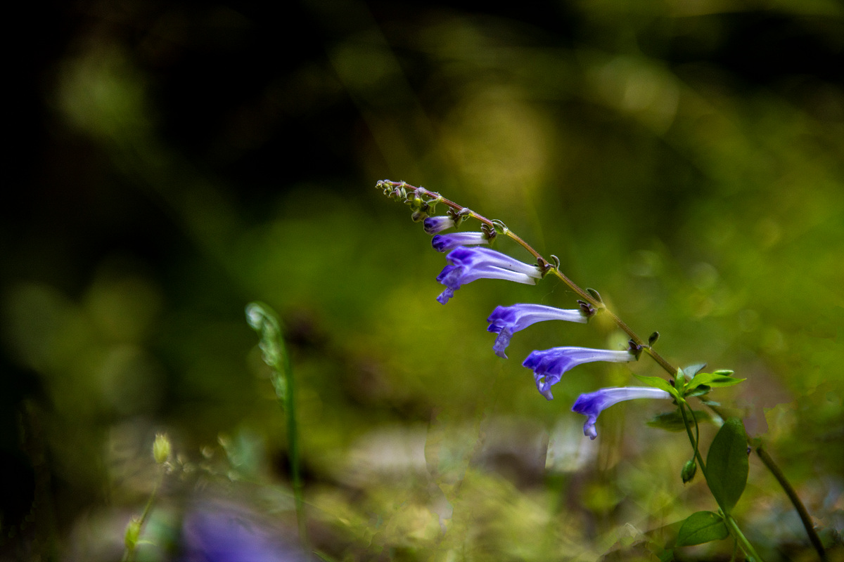 _DSC7330aa.jpg