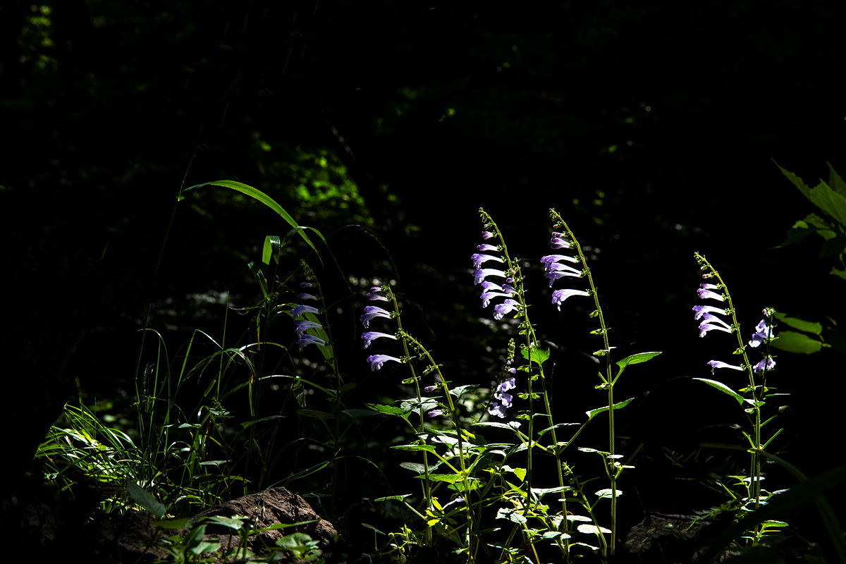 _DSC7350aa.jpg