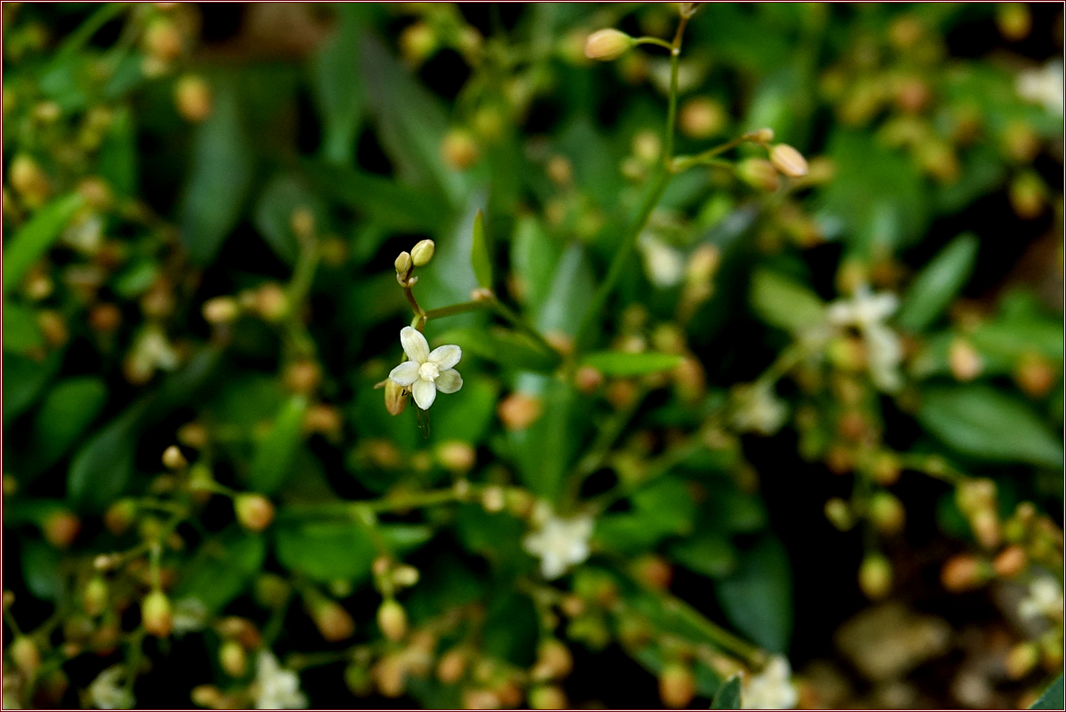 KHS03730석류풀.jpg