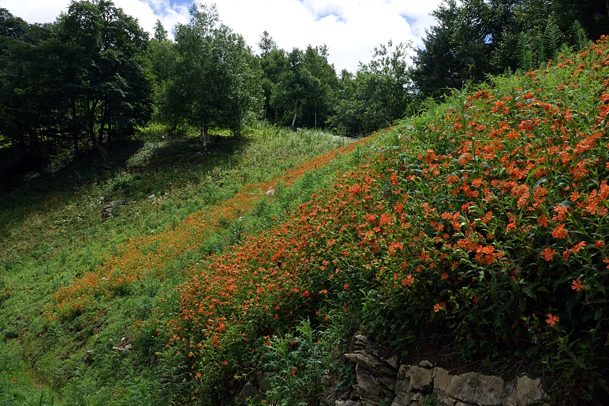 25-07-22 (112)-1.JPG