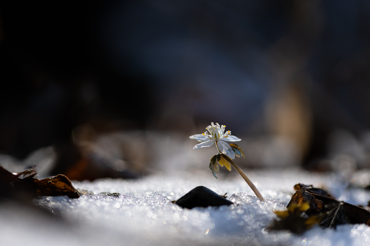 DSC_7240.jpg