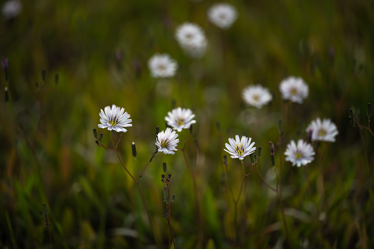 DSC_3276.jpg