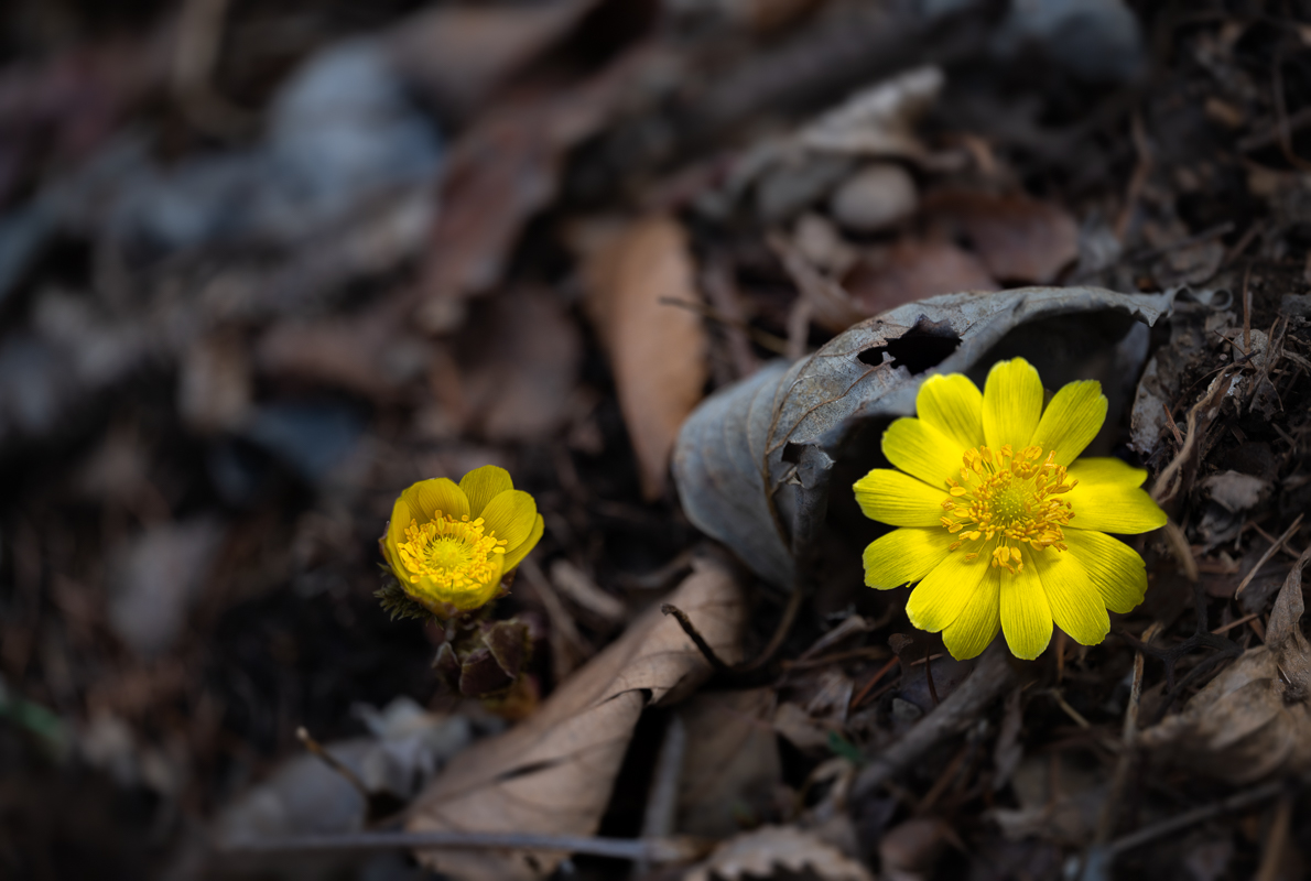 DSC_5743.jpg