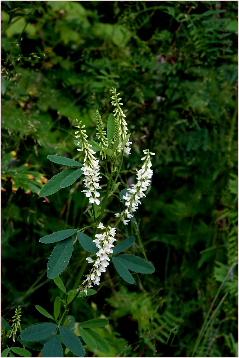 KHS02571.jpg