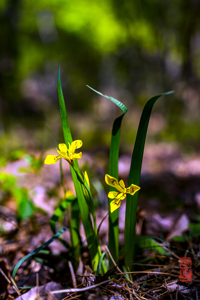 DSC01028-1.jpg