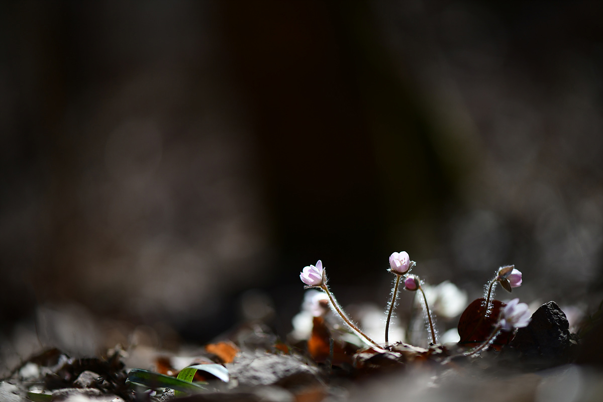 DSC_1870cc.jpg