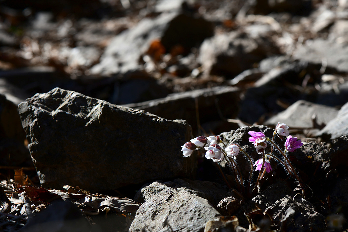 DSC_2139sss.jpg