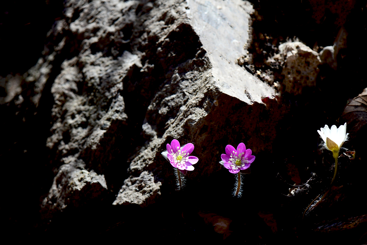 DSC_1851cc.jpg