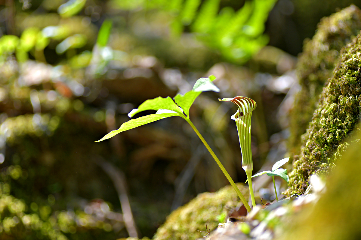 DSC_8794.jpg