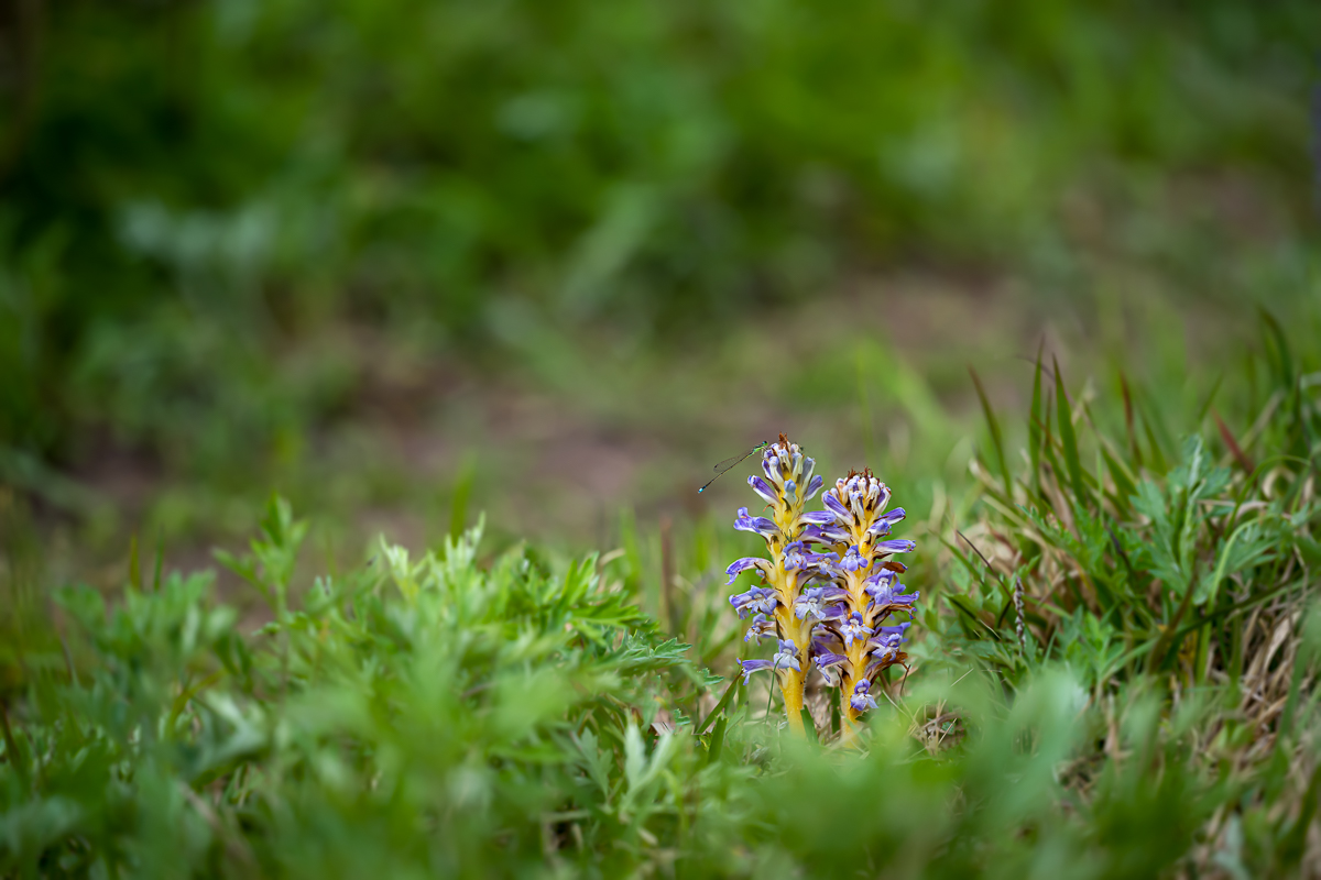 DSC_4136.jpg