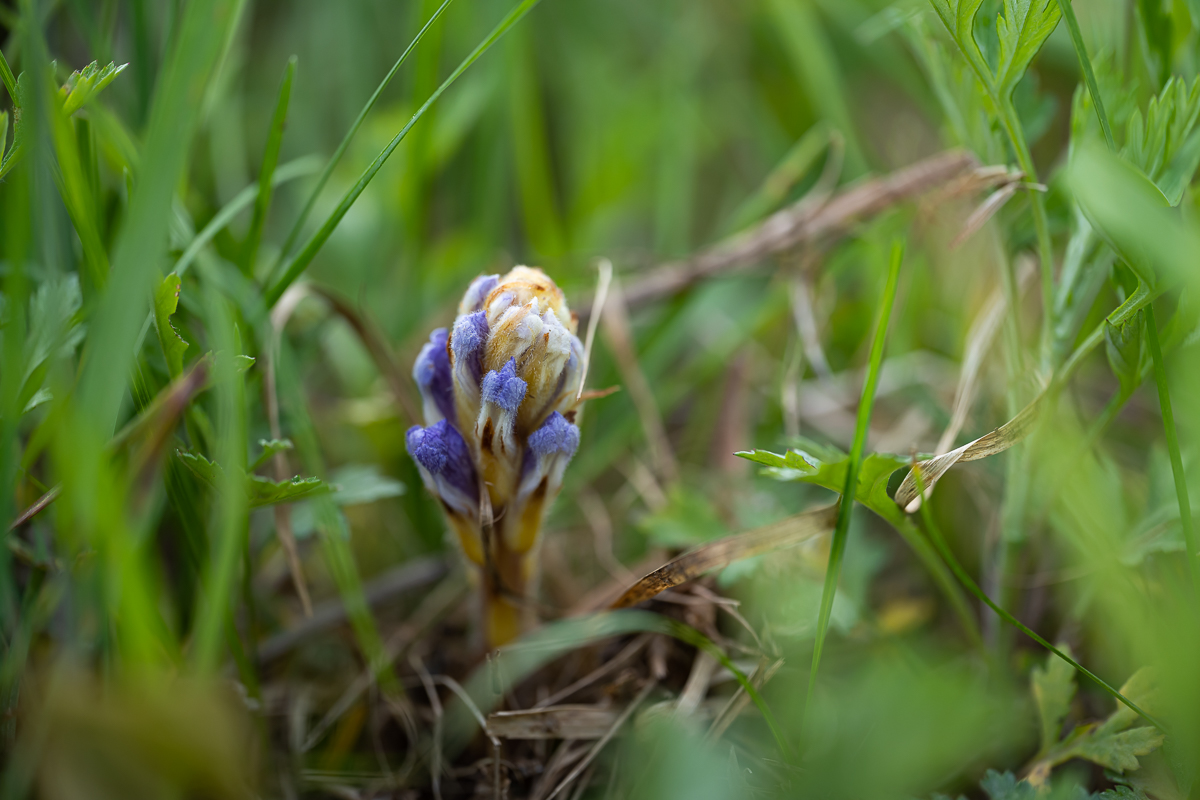 DSC_4159.jpg