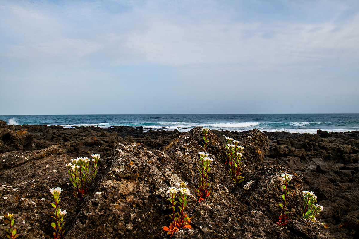 DSC_5549a.jpg