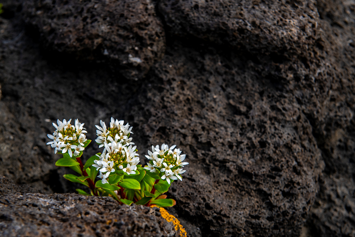 DSC_5543a.jpg