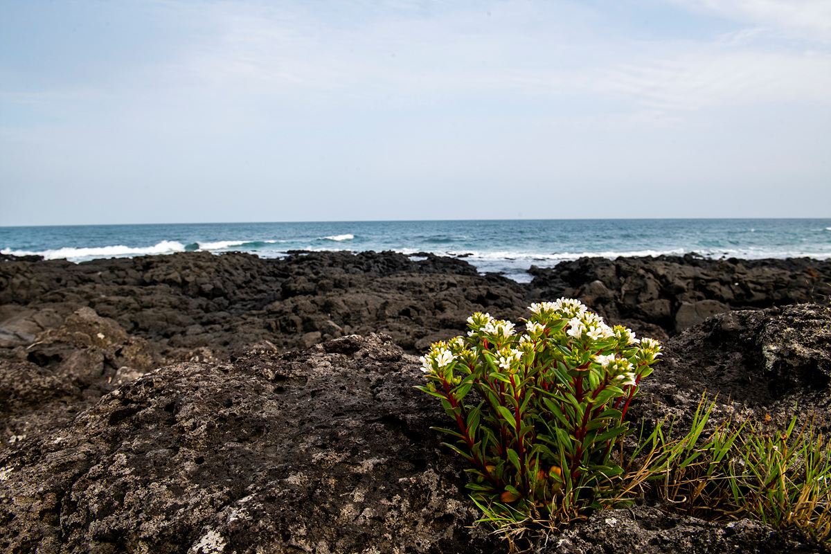 DSC_5525.jpg