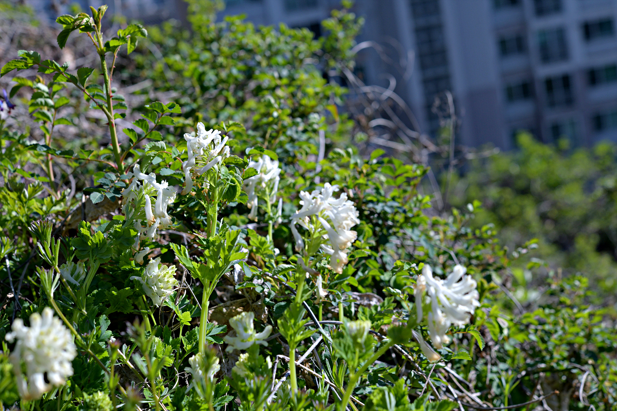 DSC_7055흰자주괴불주머니.jpg