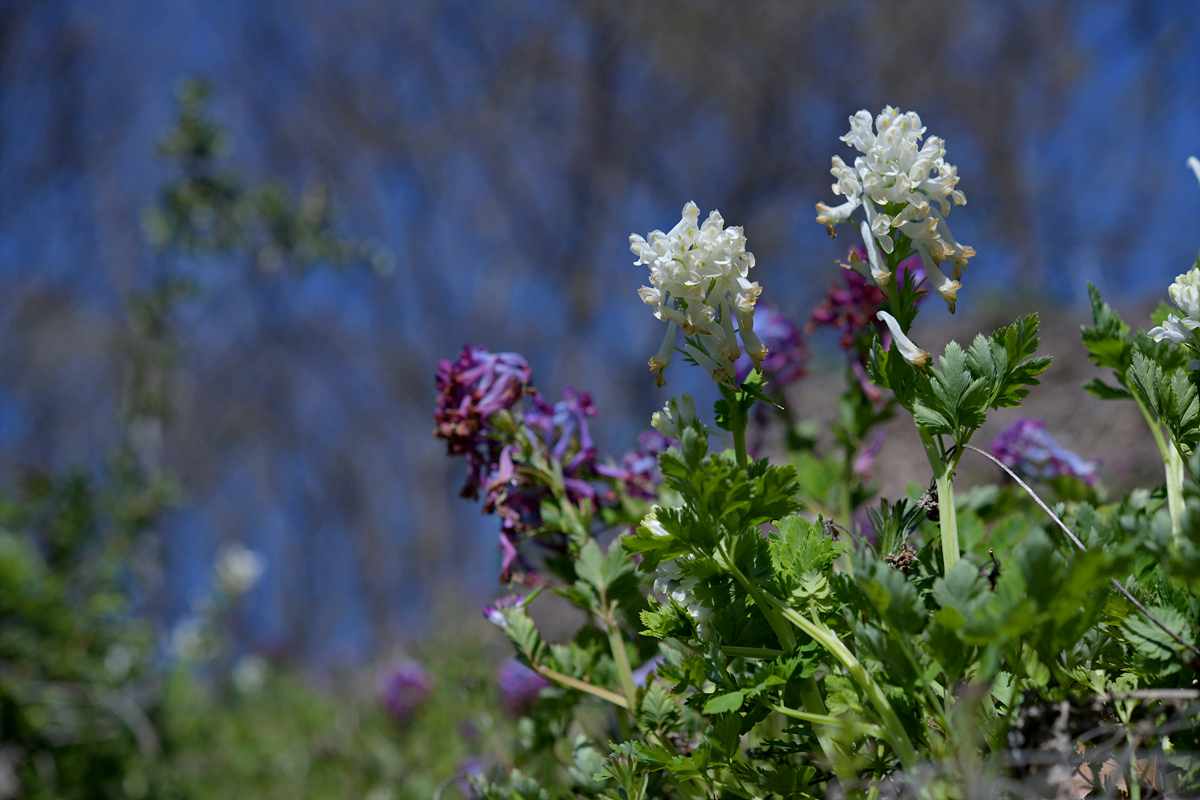DSC_7060.jpg