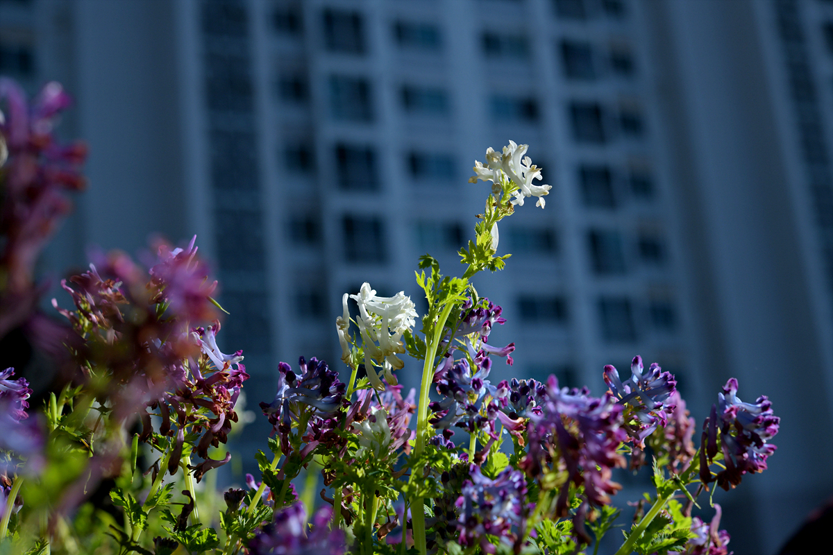 DSC_7080.jpg